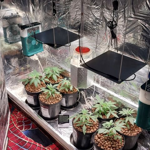 Demeter growlog photo: Após realizar as podas apicais (Topping)