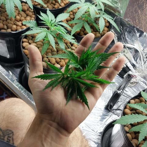 Demeter growlog photo: Podas Apicais...