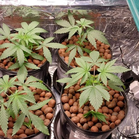 Demeter growlog photo: Após a realização de podas apicais em 6 plantas. Preferi não fazer a poda apical na Dutch Blue Auto, pois já tem 1 semana de Vega, ou seja, tem apenas mais 3 semanas de Vega (aproximadamente), o que não deixa muito tempo para trabalhar o formato da planta. Nessa planta farei a técnica de Lollipopping, a melhor técnica para automáticas indoor.