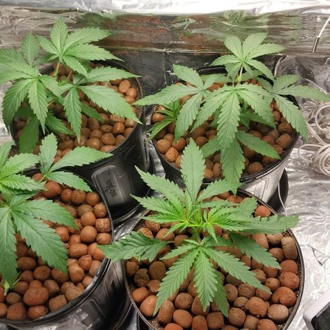 Demeter growlog photo: Após a realização de podas apicais em 6 plantas. Preferi não fazer a poda apical na Dutch Blue Auto, pois já tem 1 semana de Vega, ou seja, tem apenas mais 3 semanas de Vega (aproximadamente), o que não deixa muito tempo para trabalhar o formato da planta. Nessa planta farei a técnica de Lollipopping, a melhor técnica para automáticas indoor.