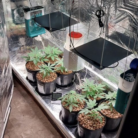 Demeter growlog photo: Foto registrada no dia seguinte após a poda apical. Todas estão se recuperando muito bem...