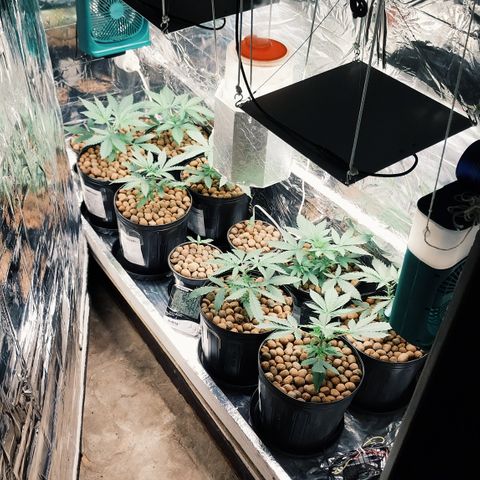 Demeter growlog photo: Adicionei mais 4 plântulas ao espaço de cultivo. Acabarei cultivando várias plantas, preenchendo todo o espaço do grow, mesmo que seja para deixá-las arbustivas, com baixa estatura.
O objetivo é colher o máximo de plantas possíveis, mesmo que em quantidade pequena (por planta, mas que no final acaba gerando um bom resultado).