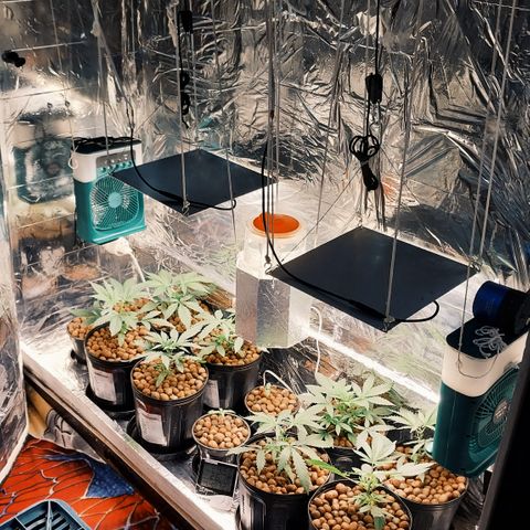 Demeter growlog photo: Adicionei mais 4 plântulas ao espaço de cultivo. Acabarei cultivando várias plantas, preenchendo todo o espaço do grow, mesmo que seja para deixá-las arbustivas, com baixa estatura.
O objetivo é colher o máximo de plantas possíveis, mesmo que em quantidade pequena (por planta, mas que no final acaba gerando um bom resultado).