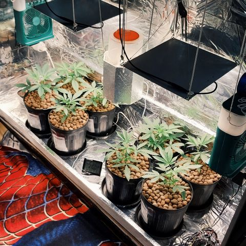 Demeter growlog photo: Adicionei mais 4 plântulas ao espaço de cultivo. Acabarei cultivando várias plantas, preenchendo todo o espaço do grow, mesmo que seja para deixá-las arbustivas, com baixa estatura.
O objetivo é colher o máximo de plantas possíveis, mesmo que em quantidade pequena (por planta, mas que no final acaba gerando um bom resultado).