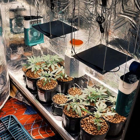Demeter growlog photo: Adicionei mais 4 plântulas ao espaço de cultivo. Acabarei cultivando várias plantas, preenchendo todo o espaço do grow, mesmo que seja para deixá-las arbustivas, com baixa estatura.
O objetivo é colher o máximo de plantas possíveis, mesmo que em quantidade pequena (por planta, mas que no final acaba gerando um bom resultado).