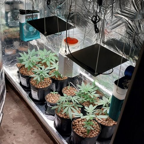 Demeter growlog photo: Foto da parte da manhã (7:00)