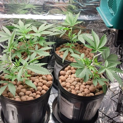 Demeter growlog photo: Amarras feitas no caule com cadarços de tênis. Acabei descobrindo que é uma ótima solução para amarrações, principalmente os que tem mais elasticidade.
Amarrei o caule, torcendo no sentido do substrato, tão logo começo amarrar os ramos laterais para abrir cada vez mais o docel da planta e deixar a copa cada vez mais uniforme.