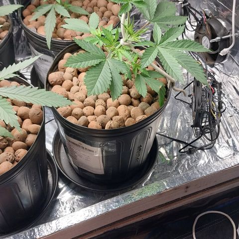 Demeter growlog photo: Amarras feitas no caule com cadarços de tênis. Acabei descobrindo que é uma ótima solução para amarrações, principalmente os que tem mais elasticidade.
Amarrei o caule, torcendo no sentido do substrato, tão logo começo amarrar os ramos laterais para abrir cada vez mais o docel da planta e deixar a copa cada vez mais uniforme.