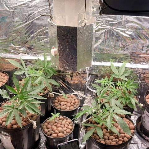 Demeter growlog photo: Amarras feitas no caule com cadarços de tênis. Acabei descobrindo que é uma ótima solução para amarrações, principalmente os que tem mais elasticidade.
Amarrei o caule, torcendo no sentido do substrato, tão logo começo amarrar os ramos laterais para abrir cada vez mais o docel da planta e deixar a copa cada vez mais uniforme.