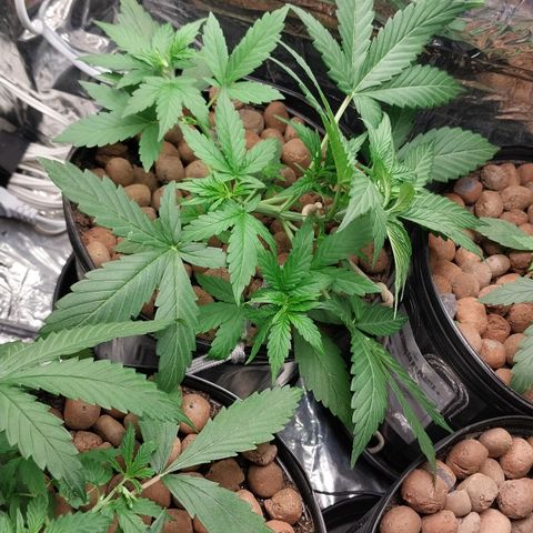Hera growlog photo: Puxando o caule mais firme. Tão logo começarei a puxar os ramos secundários (que são onde os buds florescem) para a direção da luz.