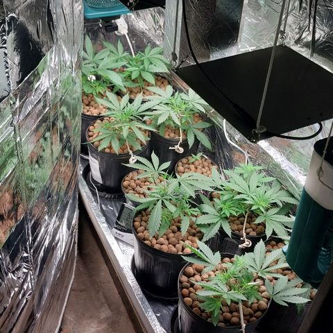 Demeter growlog photo: Pensei que não se adaptariam tão rápido ao aumento da disponibilidade de luz solar...
