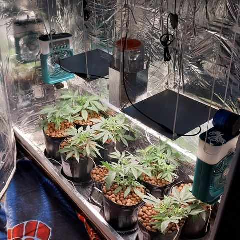 Demeter growlog photo: Foto pela manhã e outra após alimentar as plantas com 250mL de água, as 18h30m