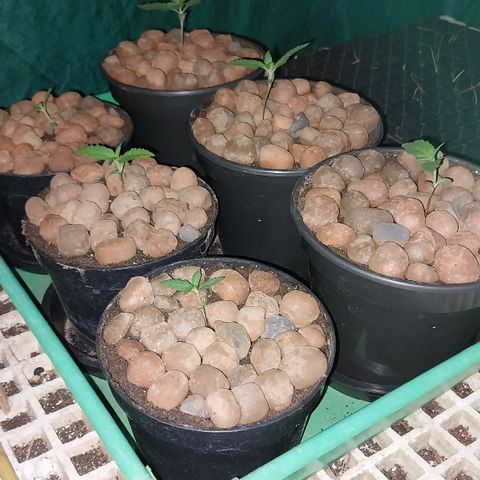 Demeter growlog photo: Construí uma espécie de estufa, onde brotos e pequenas plantas na vega ficarão esperando vaga para entrar no Grow...