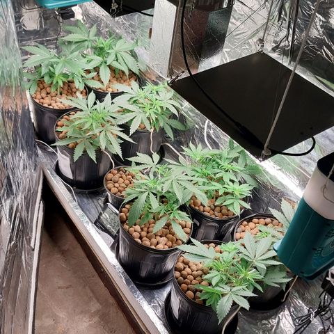 Demeter growlog photo: Modo BLOOM às 20:40