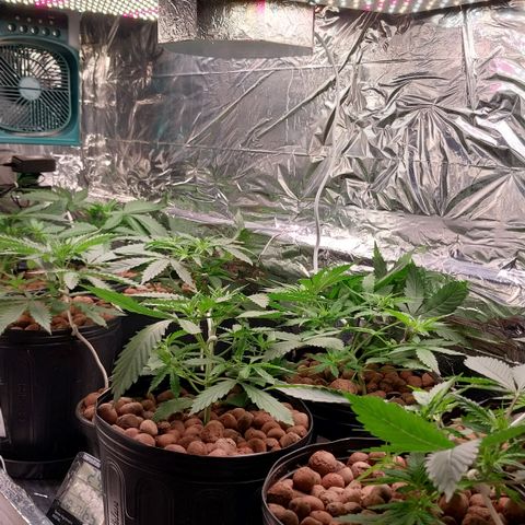 Demeter growlog photo: Modo BLOOM acionado. Perceber alguns LEDs extras sendo acionado. Preciso monitor o impacto desse incremento na geração de calor dentro do espaço de cultivo...