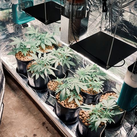 Demeter growlog photo: Progressos...