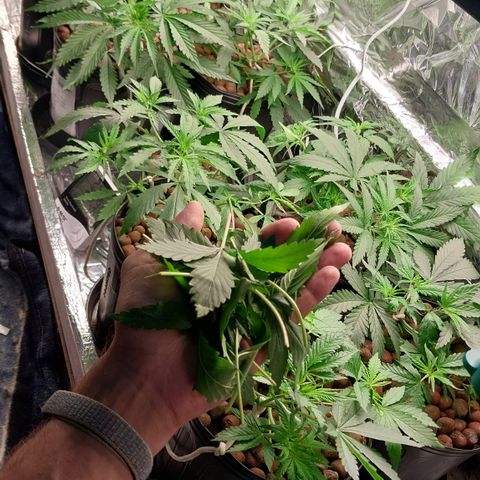 Demeter growlog photo: Podei as primeiras folhas de todas as plantas, ou seja, as folhas com 1 e 3 pontas, iniciais para o desenvolvimento da planta, mas que agora dificultam a rega...