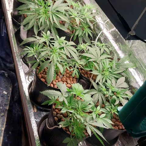 Demeter growlog photo: Acompanhando o progresso de crescimento das minhas plantas...