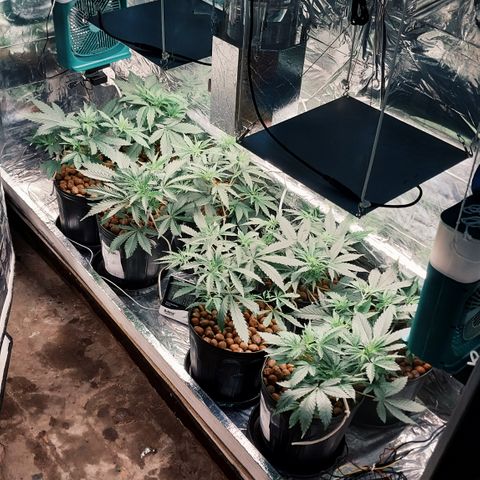 Demeter growlog photo: Como crescem rápido...mesmo com meu aparato quase caseiro.