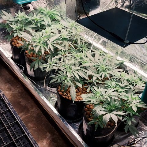 Demeter growlog timeline photo