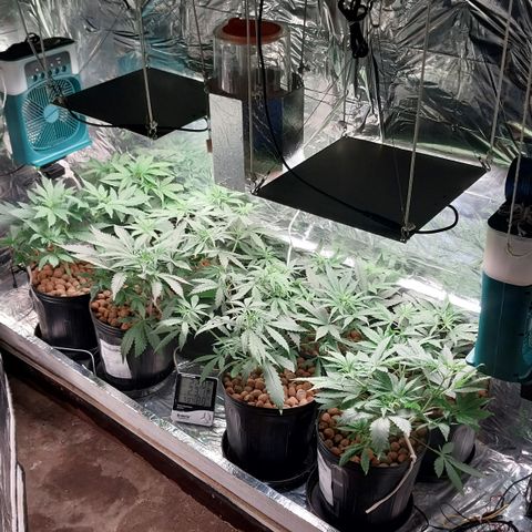 Demeter growlog photo: Observando o crescimento das minhas meninas...(primeira foto pela manhã).
Tão logo terei que implementar uma rede de ScrOG, e já pensei numa solução inteligente e que também fiquei suspensa...