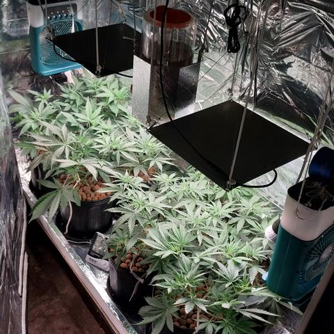 Demeter growlog photo: Última foto da noite. Amanhã, fixarei a parte frontal no quadro de madeira (que seria algo análogo à uma porta), para que as plantas tenham um pouco mais de espaço, pois quando fecho o espaço de cultivo, algumas folhas acabam sendo prensadas e danificadas...