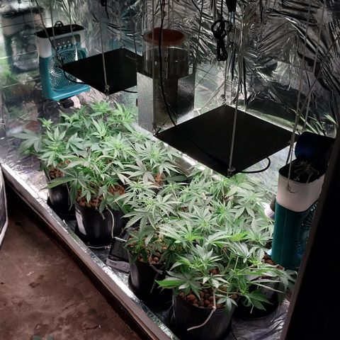 Demeter growlog photo: Mudei a Hera de local. Coloquei junto à luz de maior potência.
Retirarei algumas folhas por descuido, agora é evitar de estressa-las e deixar que foquem no período de recuperação, para que tão já volteim a crescerem...