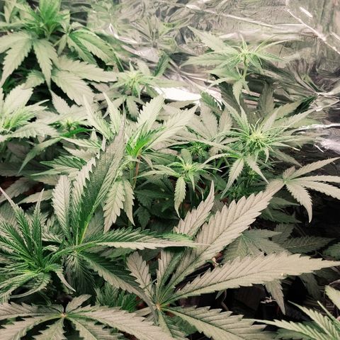 Demeter growlog timeline photo