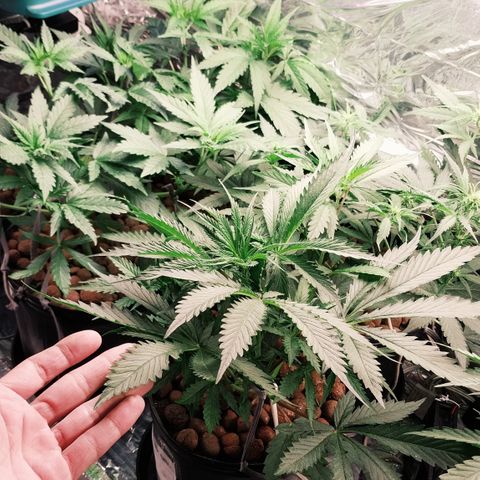 Demeter growlog timeline photo