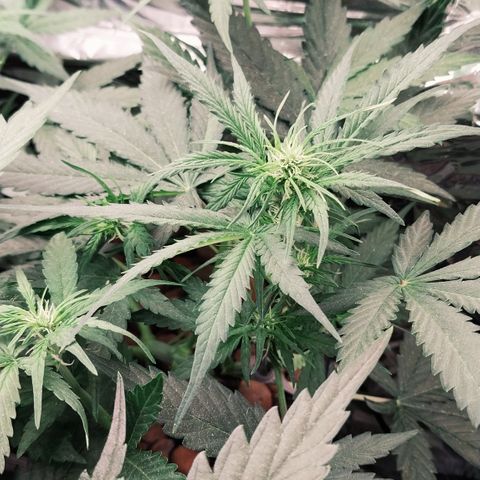 Demeter growlog timeline photo