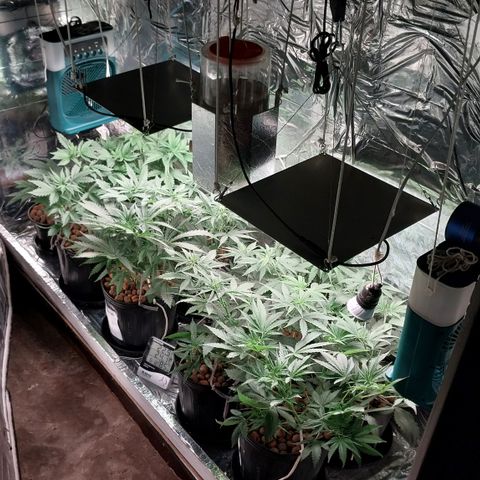 Demeter growlog photo: Primeiro registro do dia. Hoje, como está chovendo bastante, não conseguirei colocar o tecido TNT no teto do ranchinho, então aproveitarei o dia para descansar e deixar que elas descansem também.

Lembrar: ajustar a altura da iluminação, na próxima rega.