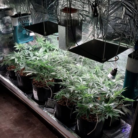 Demeter growlog photo: Devidamente alimentadas...