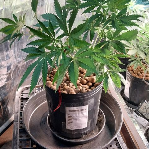 Hera growlog photo: Após o tratamento de hoje...