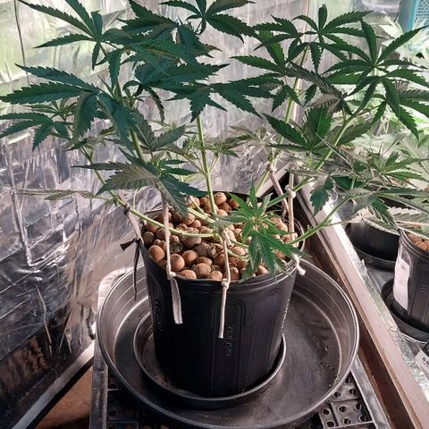 Demeter growlog photo: Após os tratamentos de hoje...