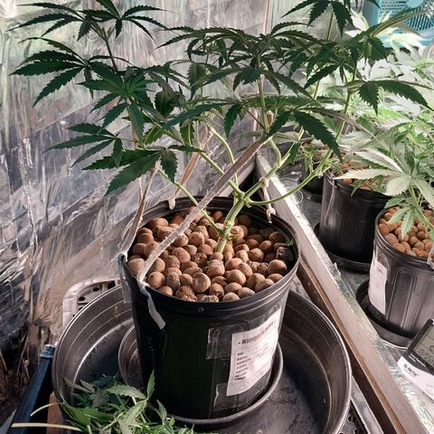 Calypso growlog photo: Depois dos tratamentos...