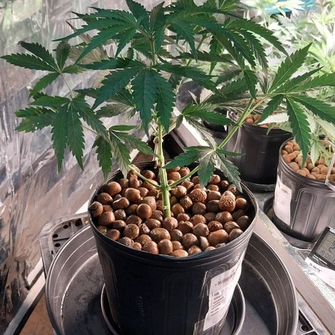 Artemis growlog photo: Depois dos tratamentos...