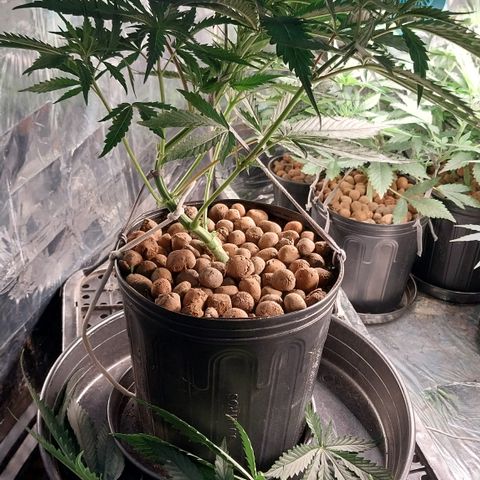 Alcyone growlog photo: Depois dos tratamentos...