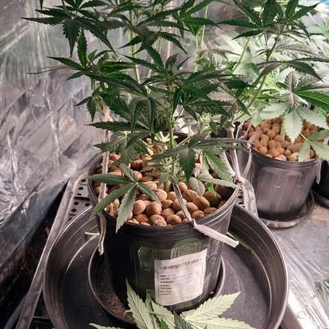 Hera growlog photo: Depois dos Tratamentos...