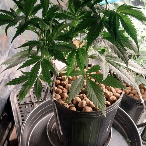 Aphrodite growlog photo: Depois dos tratamentos...