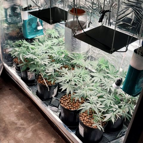 Demeter growlog photo: Após as podas e as amarrações e arrumações no grow, esse foi o resultado: basicamente 100g de massa de folhas e galhos laterais.
Espero que todas consigam se recuperar com vigor e que, no final, todas sejam fêmeas.
Com essas folhas, já comprei a cachaça e farei uma bela de uma garrafada de folhas. Utilizarei o restante do terpeno de Gorilla Glue para dar sabor ao coquetel alcoólico...