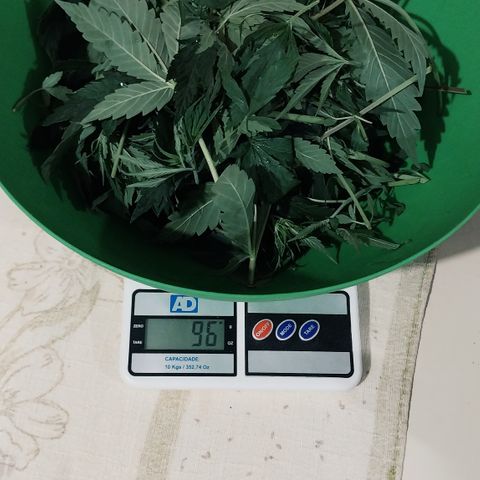 Demeter growlog photo: Após as podas e as amarrações e arrumações no grow, esse foi o resultado: basicamente 100g de massa de folhas e galhos laterais.
Espero que todas consigam se recuperar com vigor e que, no final, todas sejam fêmeas.
Com essas folhas, já comprei a cachaça e farei uma bela de uma garrafada de folhas. Utilizarei o restante do terpeno de Gorilla Glue para dar sabor ao coquetel alcoólico...