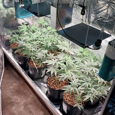 Demeter growlog photo: Último registro da noite: já estão se recuperando das podas e amarrações.