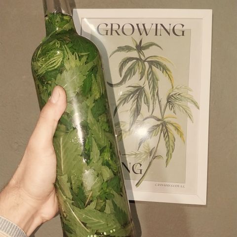 Demeter growlog photo: Mais uma versão da famosa garrafada do Psycho. A primeira desse cultivo.