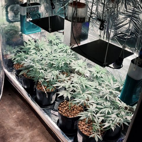 Demeter growlog photo: Primeiro registro do dia. Elas parecem se recuperar maravilhosamente bem...