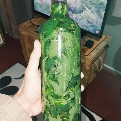 Demeter growlog photo: Garrafada das primeiras folhas retiradas do cultivo, com 18 dias de vegetativo.
