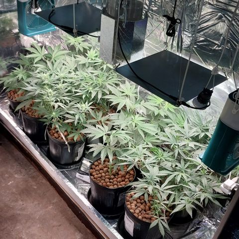 Demeter growlog timeline photo