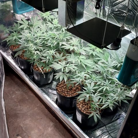 Demeter growlog photo: Primeiro registro do dia. Estão se recuperando muito bem...