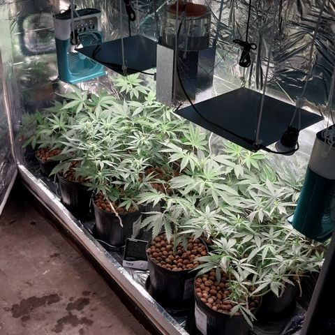 Demeter growlog photo: Registro após os cuidados do dia.