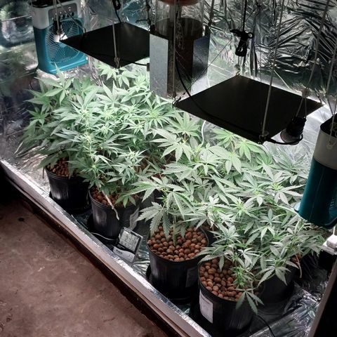 Demeter growlog photo: Após a rega do dia.