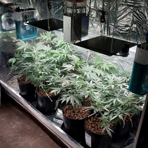 Demeter growlog photo: Registro do período de maior atividade das plantas. Para seu fotoperíodo, 22:20 é o equivalente a 10:20...
